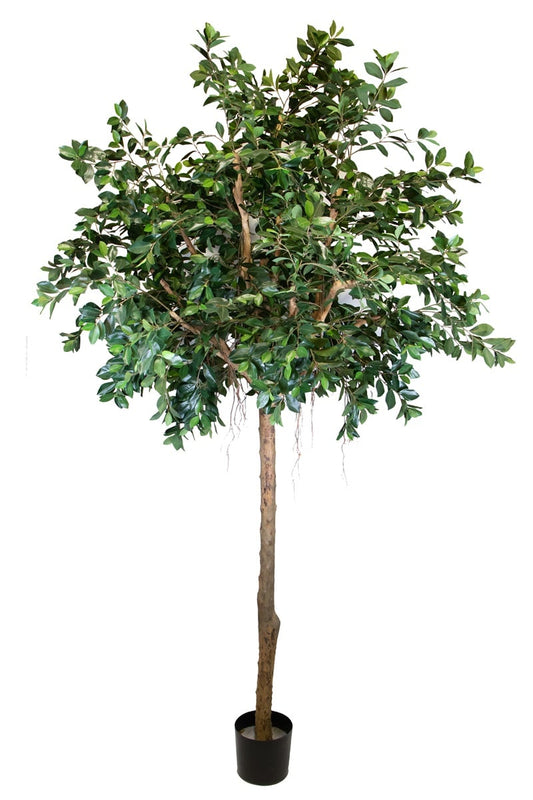 Ficus compact 42070 285