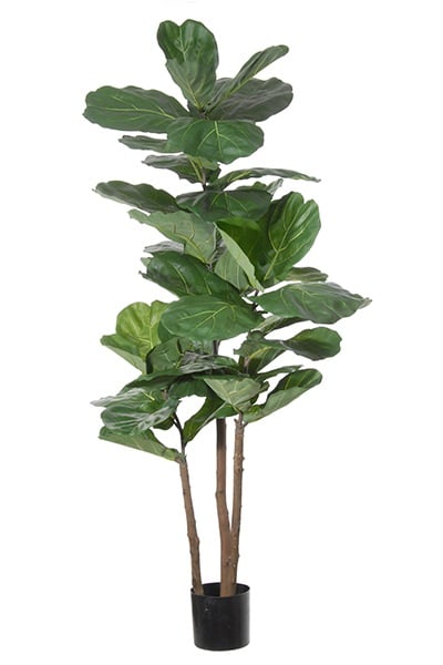 Ficus lyrata 42083 095