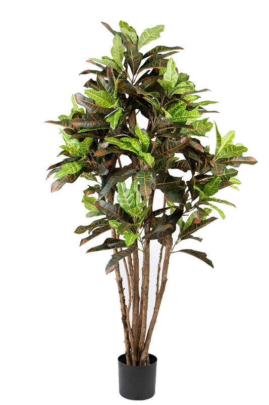 Croton 42095 150