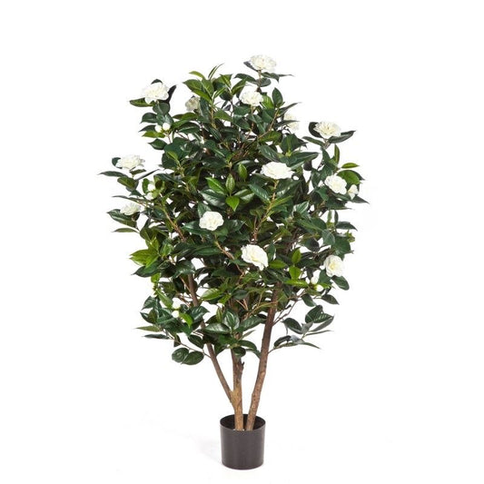 5' CAMELIA JAPONICA BUSH BOOM