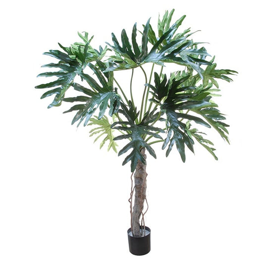Philodendron Selloum 42063 145