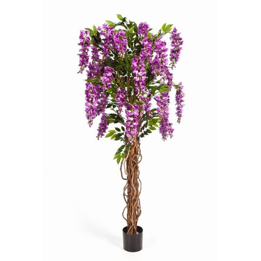 6' WISTERIA LIANE