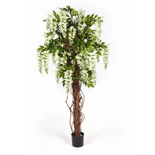 6' WISTERIA LIANE