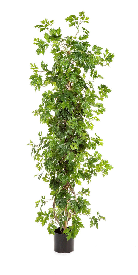 5' CISSUS-PLANT