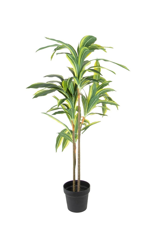 Dracaena fragrans 07743 105