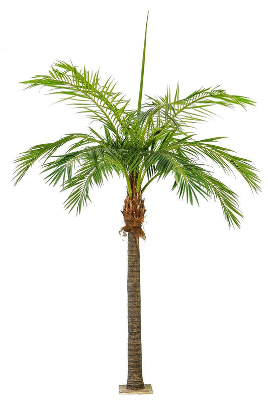 Giant Phoenixpalm
