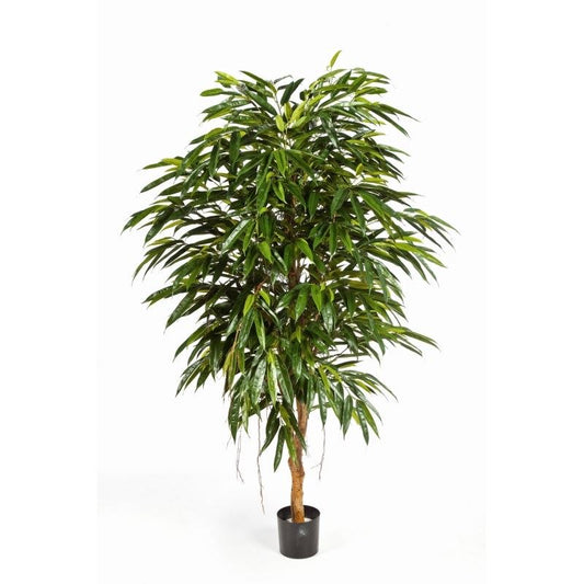 6' KONINKLIJKE LONGIFOLIA  BOOM