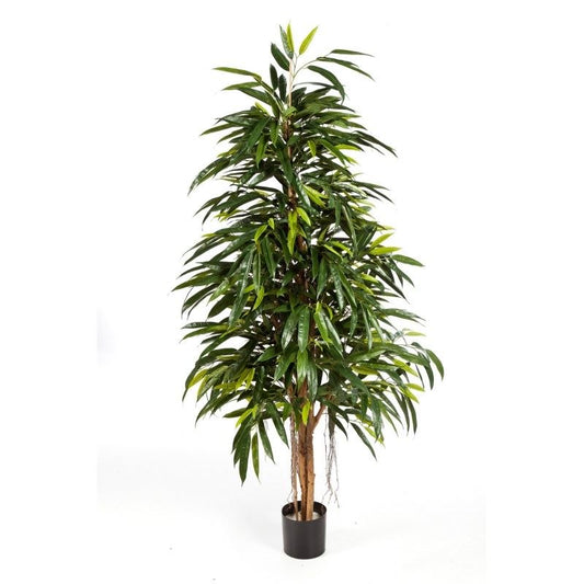 6' NATUURLIJKE KONINKLIJKE LONGIFOLIA