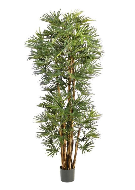 6' BABY VENTILATORPALM