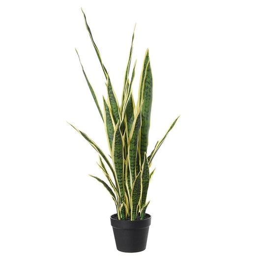 Sanseveria 40543 000