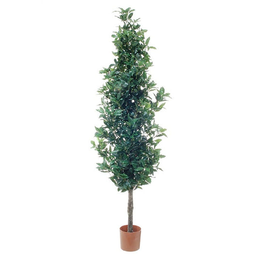 Laurel 2289128