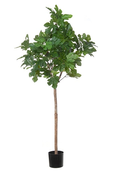Fig Tree Compact 42094 150