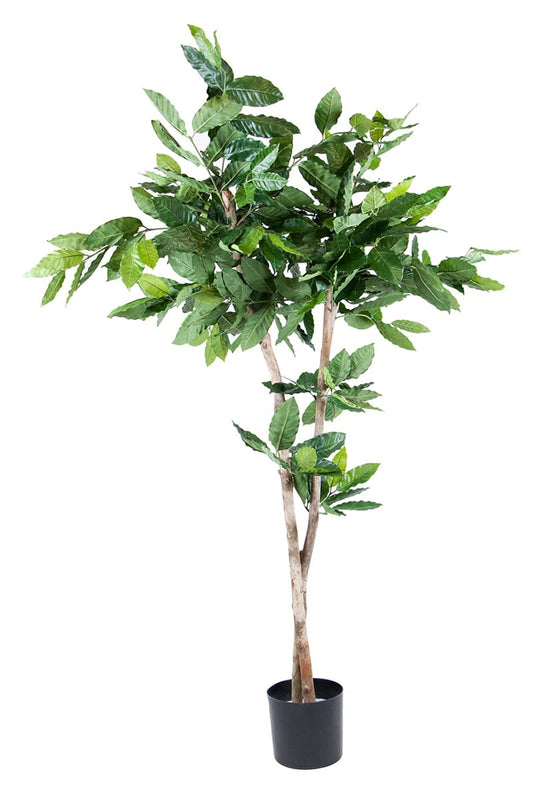 Coffea plant 42099 150