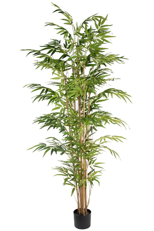 Bamboo 17066 180
