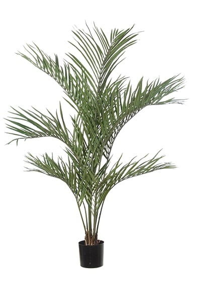 Areca palm 42086 150