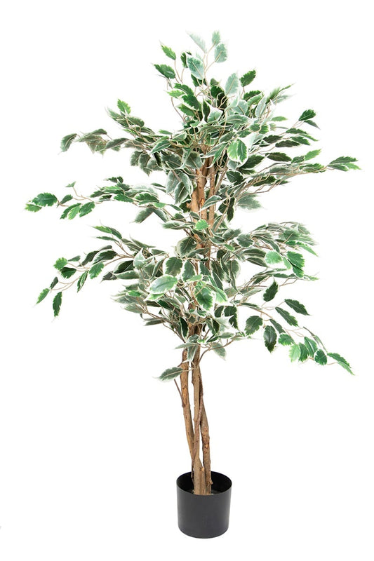 Ficus 17068 120