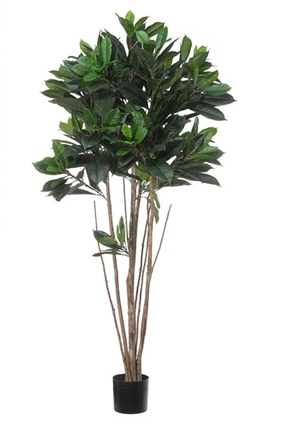 Ficus cyathistipula 42087 180