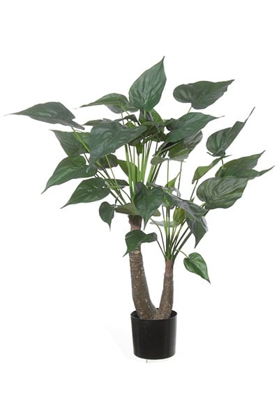 Alocasia cucullata 42078 105