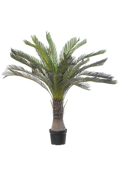 Cycas 17063 130