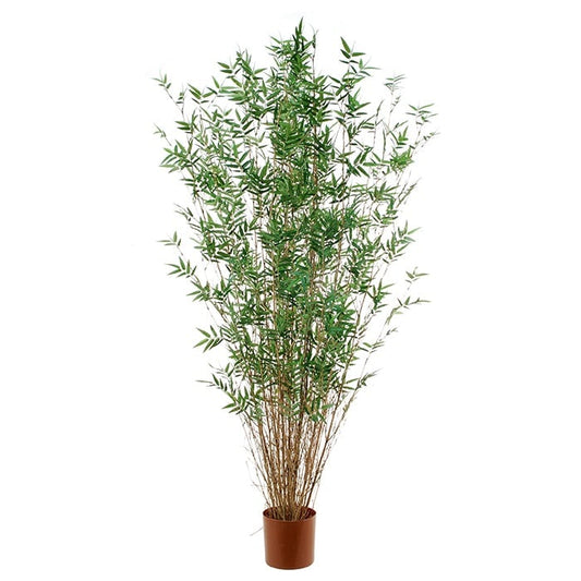 Bamboo 2931589