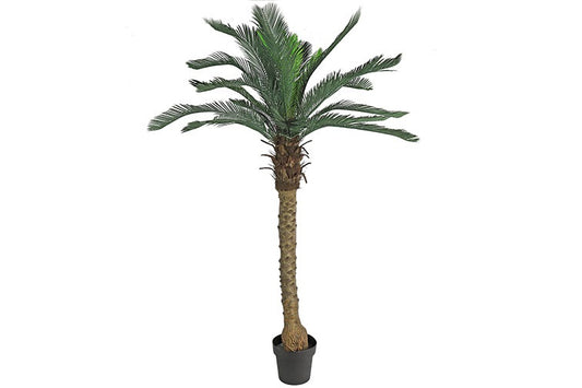 Art plant Cycas Revoluta green-L75B75H170CM