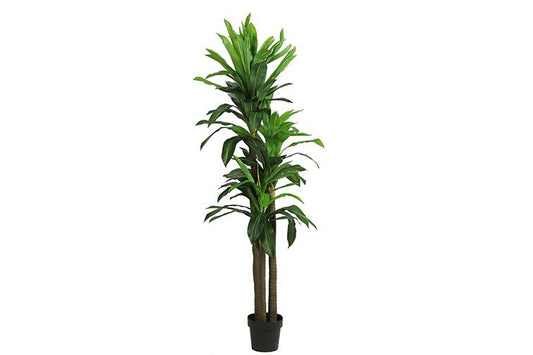 Kunstplant Draceana groen-L90B90H180CM
