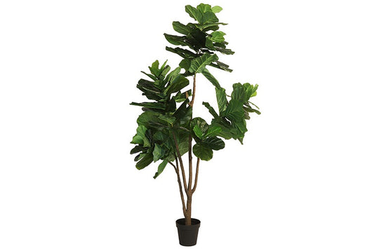 Art plant Ficus lyrata XL green-L90B90H230CM