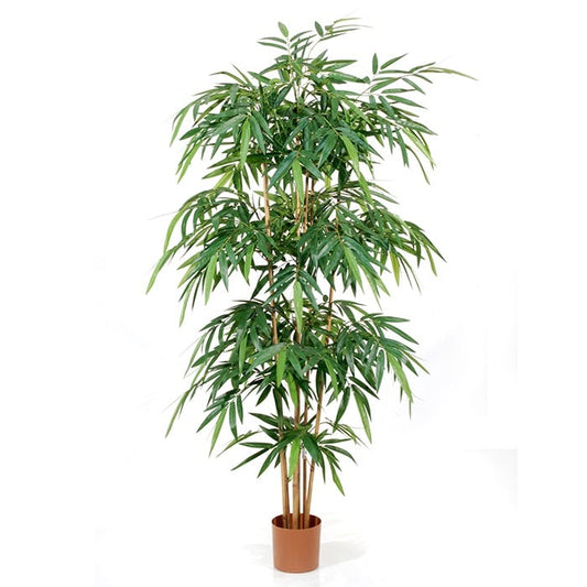 Bamboo 2737646