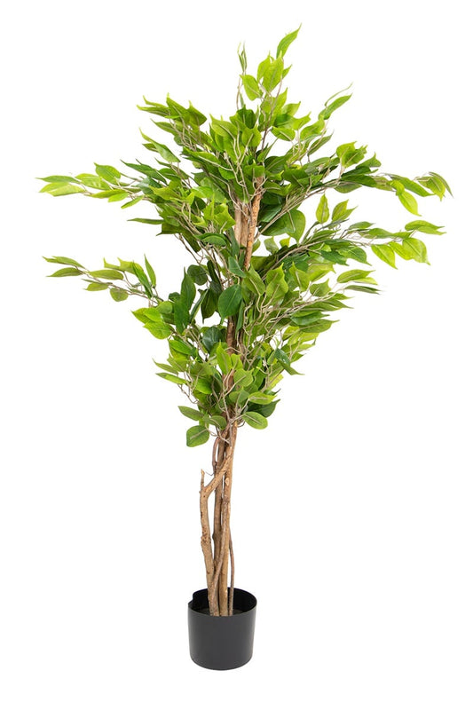 Ficus 17067 120