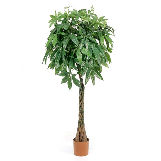 Pachira with braided trunk 2843202