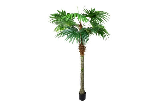 Kunstplant Trachycarpus M groen-L140B140H220CM