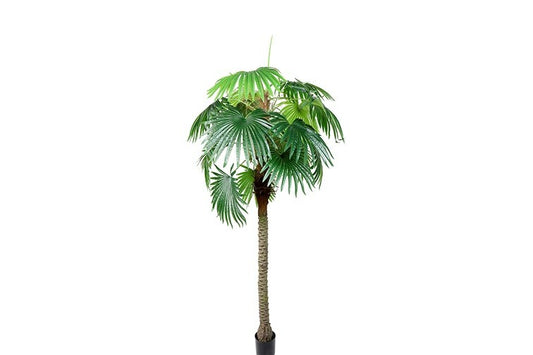 Kunstplant Trachycarpus L groen-L180B180H250CM