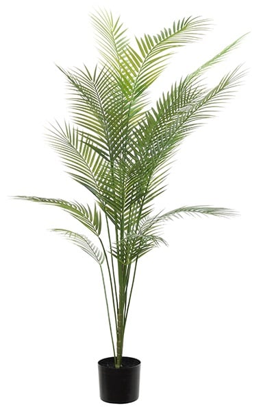 Areca palm 40247 150