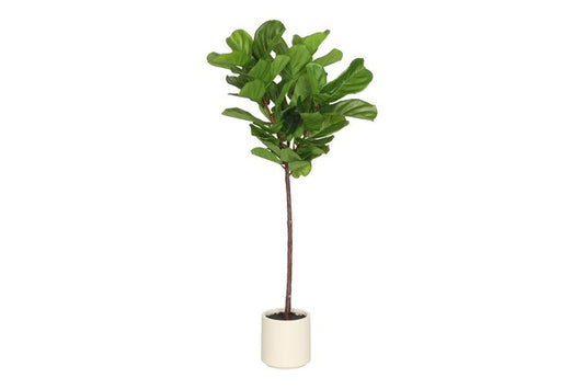 Kunstplant Ficus lyrata M groen-L73B58H150CM