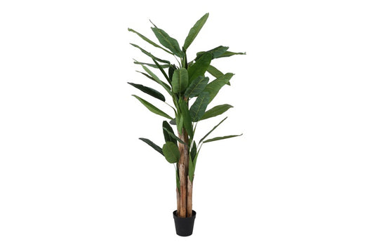 Art plant Musa green-L120B120H260CM