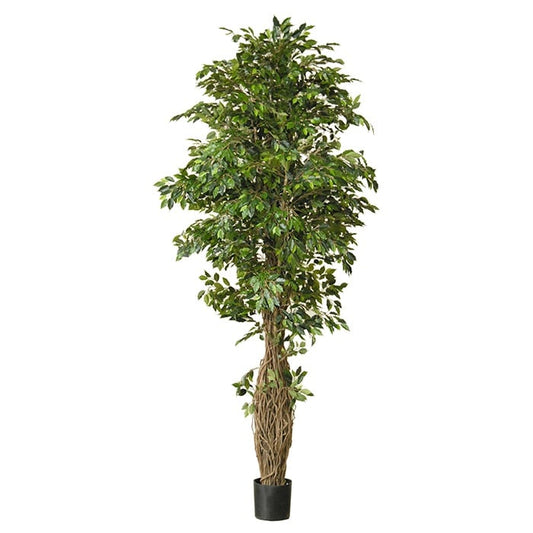 Ficus benjamina lianen 42051 330