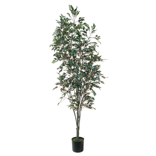 Ficus 05434 000