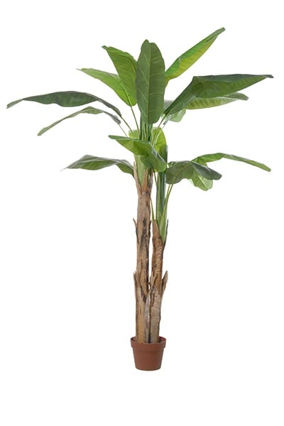 Bananatree 17056 280