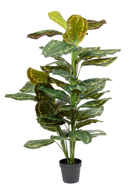 Calathea 07742 130