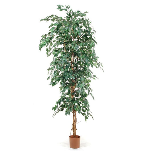 Ficus exotica 2807772