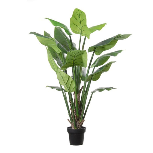 Philodendron 17054 150