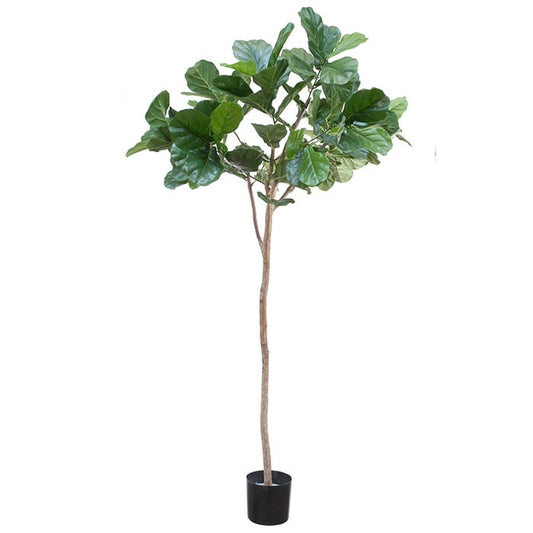 Ficus lyrata compact 42068 180