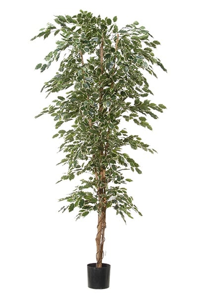 Ficus exotica 42045 210