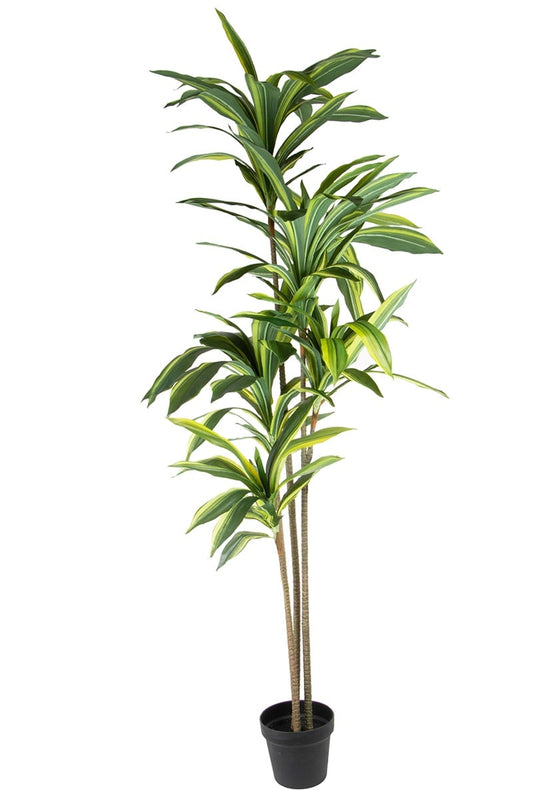 Dracaena fragrans 07743 165