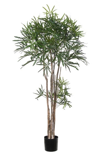 Aralia 42077 150