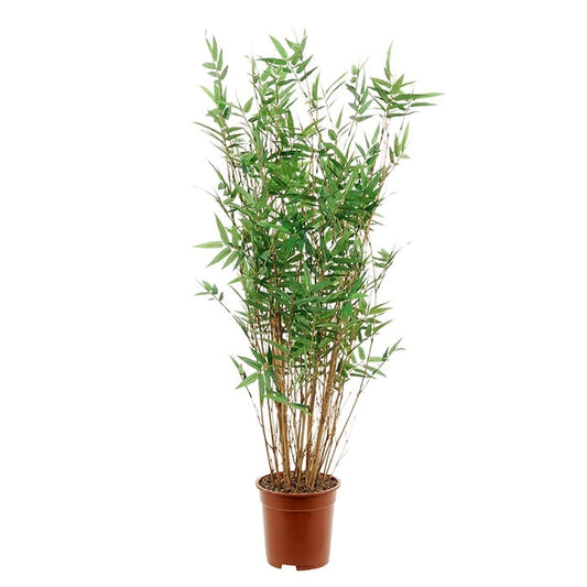 Bamboo 2930493
