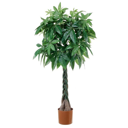 Pachira with braided trunk 2842836