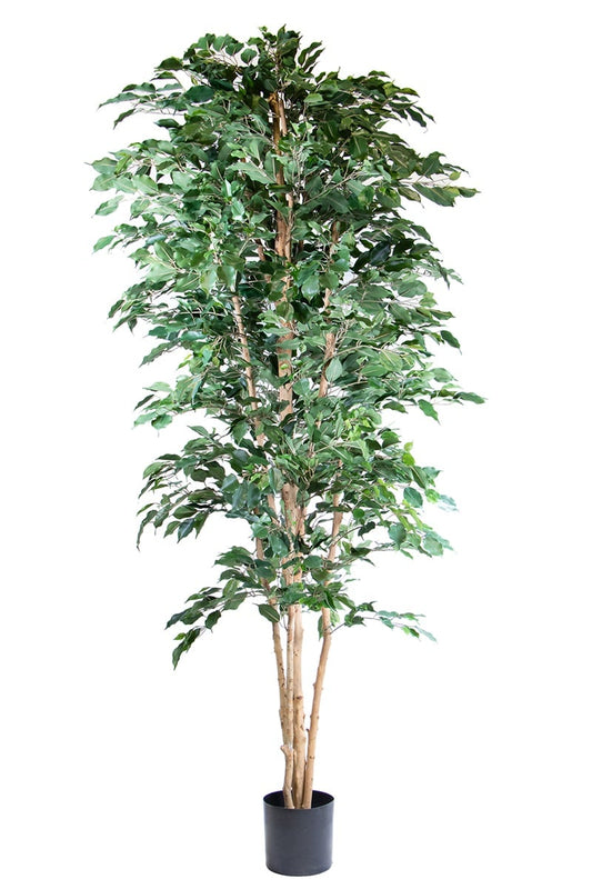 Ficus nitida 42101 240