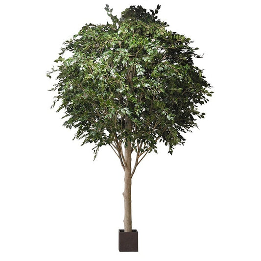 Ficus benjamina 42050 430