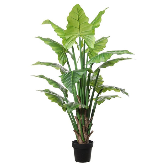 Colocasia 17052 150
